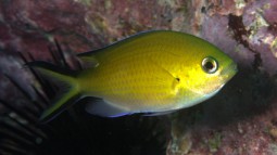 Chromis jubauna - Osmar Luiz Jr